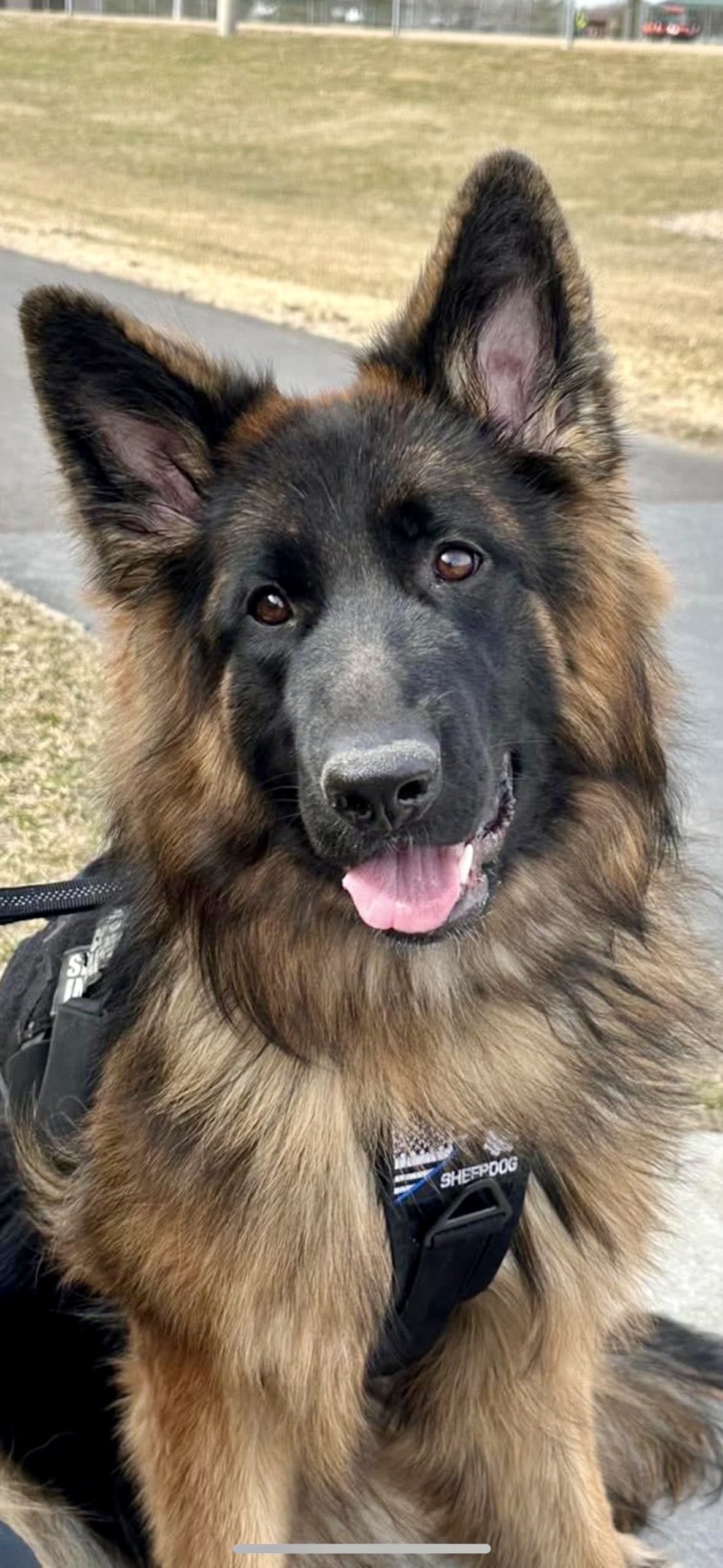 Nya, Dave's service dog.